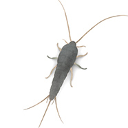 Silverfish Insect Removal