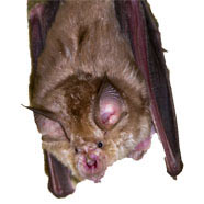 Bat Guano Removal