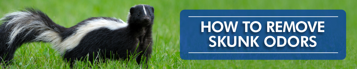 Skunk in grass: 'How To Remove Skunk Odors.'