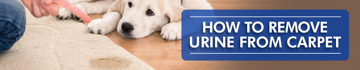 White dog laying next to wet carpet with text that reads how to remove urine from carpet