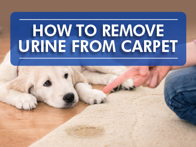 White dog laying next to wet carpet with text that reads how to remove urine from carpet