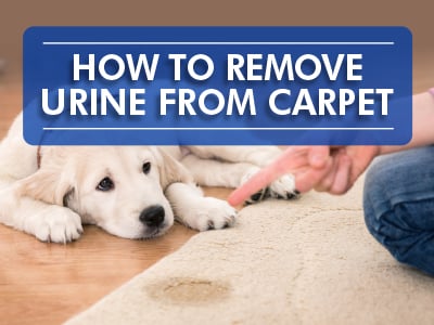 Carpet Dye Kits - DIY Bleach and Pet Stain Removal - Color Spot Carpet