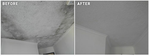 Concrobium Mold Stain on Ceiling