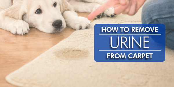 Urine Removal from Carpet